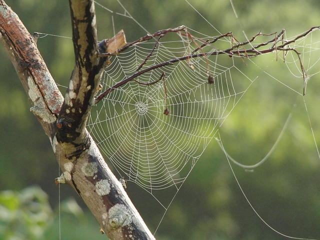 Spider Web