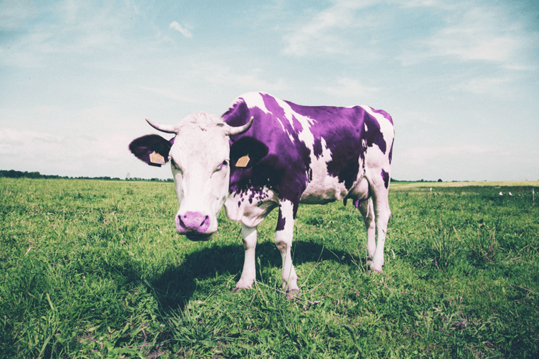Purple Cow